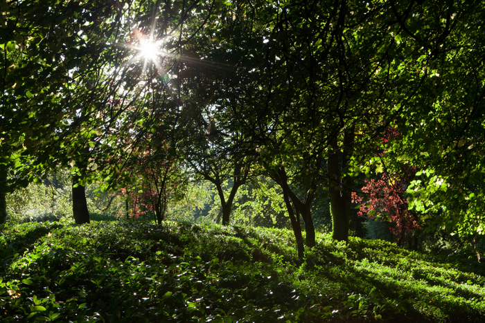 Dublin Stephen Green Park Ekla